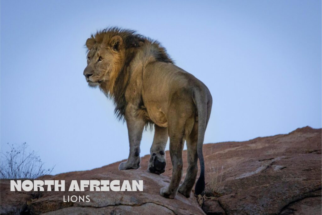 Exploring the Mysterious Barbary Lion