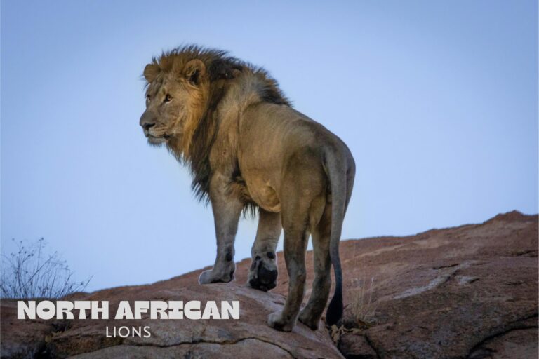 Exploring the mysterious barbary lion