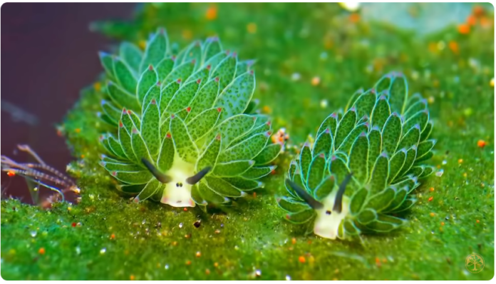 Leaf Sheep