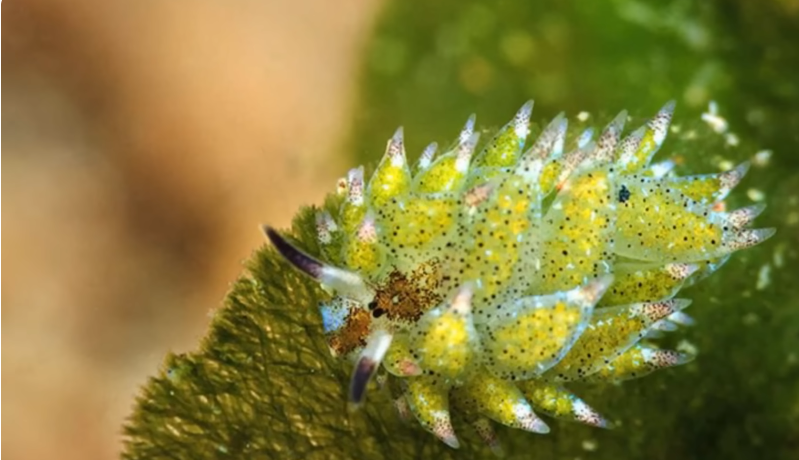 Leaf sheep