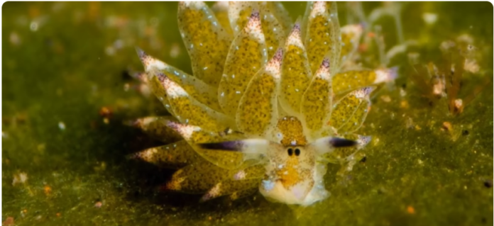 leaf sheep slug