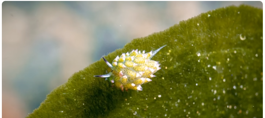 Leaf sheep slug