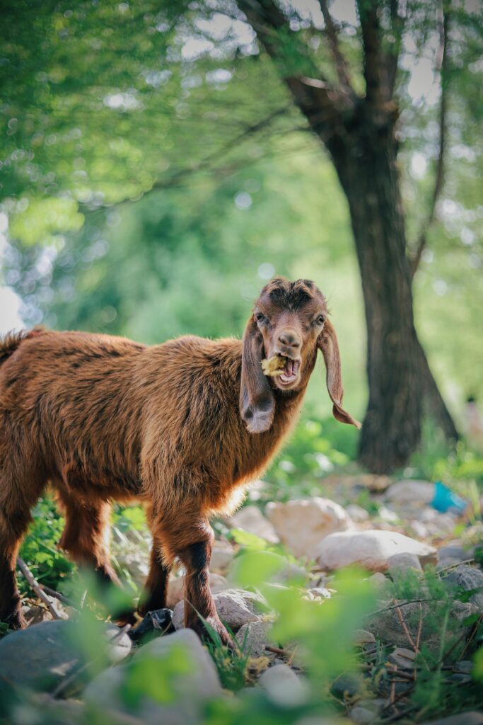 Damascus goat