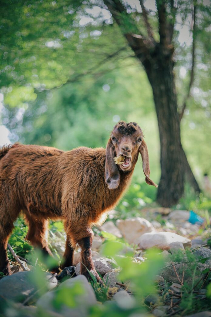 Damascus Goat