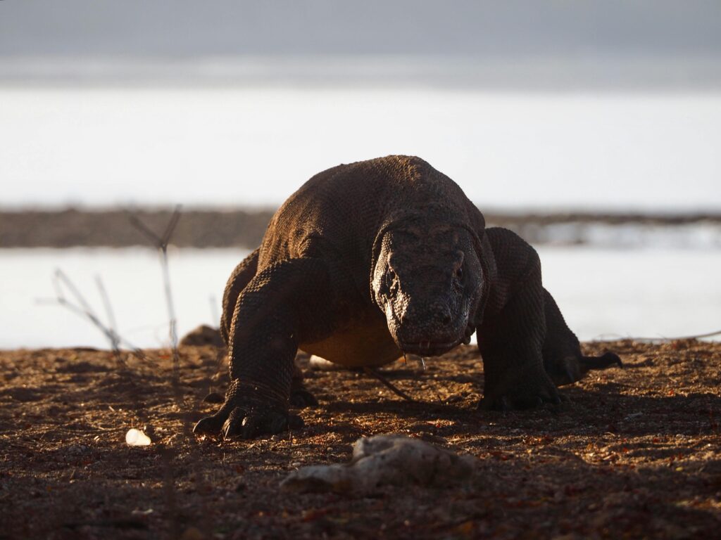 Komodo dragon speed