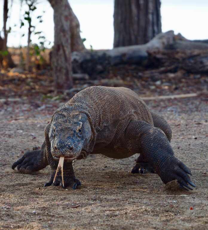 Komodo Dragon Speed