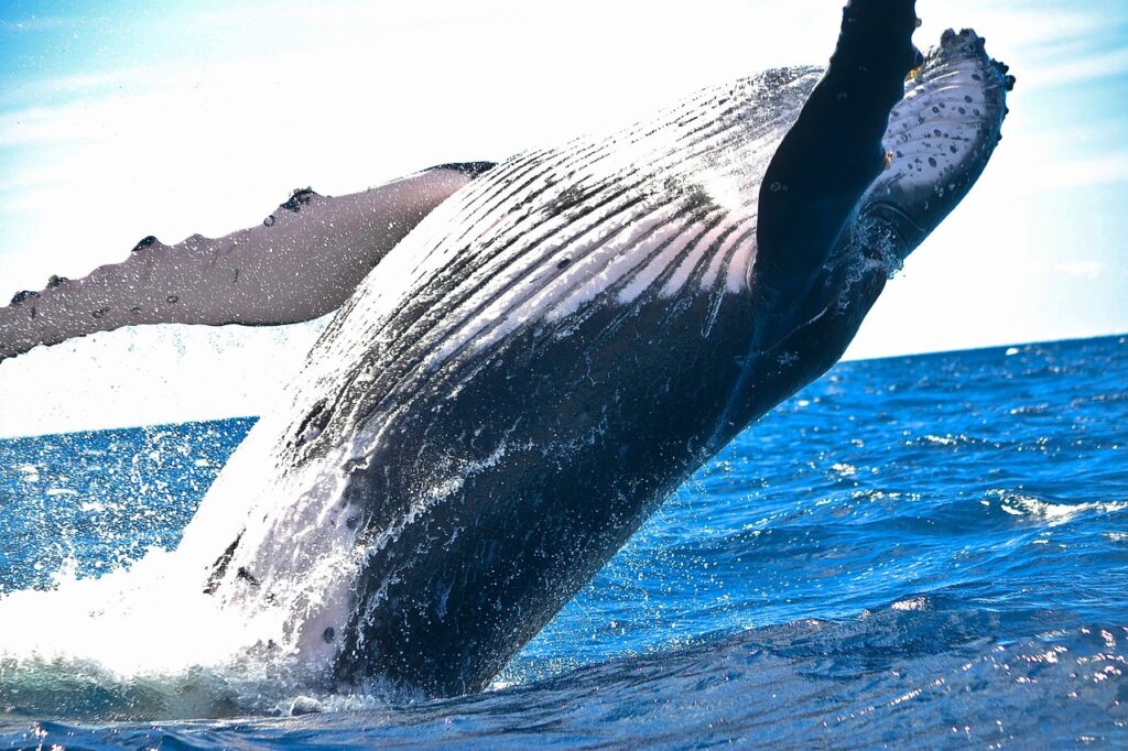 Blue whale size comparison