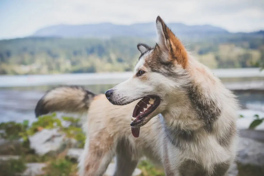 Dog Bite Lawyer