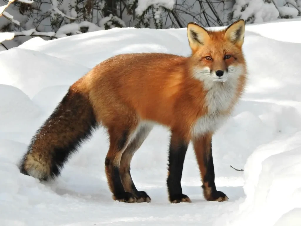 Cute:vckxjxf4zh0= fox